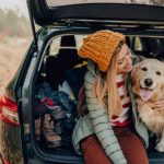 Finding Peace for Our Furry Friends: A Holistic Approach