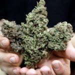 Complete Comparison of top thca flower Available in the USA