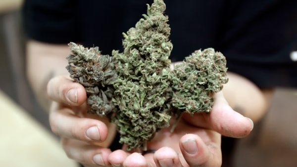 Complete Comparison of top thca flower Available in the USA